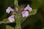 Wild basil 